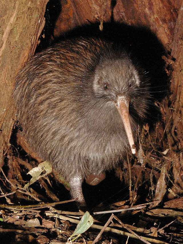 A photo of a kiwi, a flightless native bird of New Zealand. A playable race for Dungeons and Dragons 5e based on the kiwi appears in Lineages of the Long White Cloud by Kelly Whyte.