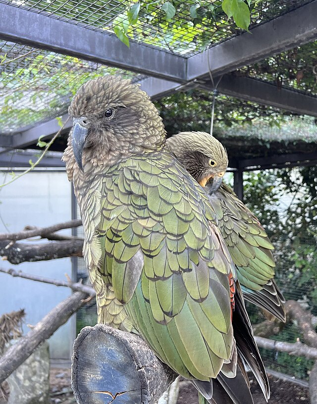 A photo of a kea, a native parrot of New Zealand with olive-green plumage. A playable race based on the kea appears in Lineages of the Long White Cloud by Kelly Whyte.