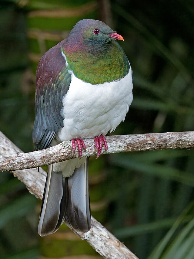 A photo of a kererū, a native bird of New Zealand with green, white, and grey plumage. A playable race for Dungeons and Dragons 5e based on the kererū appears in Lineages of the Long White Cloud by Kelly Whyte.